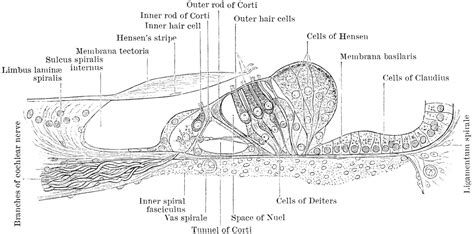 Section Of Cortis Organ Clipart Etc