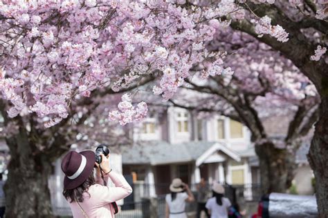 Where To Photograph Cherry Blossoms Around Vancouver