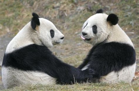 Panda Love Panda Panda Bear Panda Love