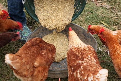 Fermented Chicken Feed Chicken Probiotics This Beautiful Farm Life