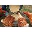 Fermented Chicken Feed Probiotics  This Beautiful Farm Life