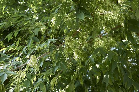 Green Ash Tree Facts Identification And Management