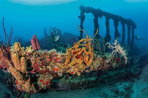 Best Scuba Diving Sites In The Caribbean And Atlantic