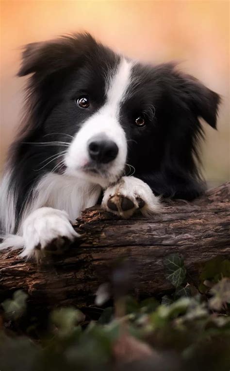 Alex Galo On Dogs Border Collie Puppies Big Dog Little Dog Collie