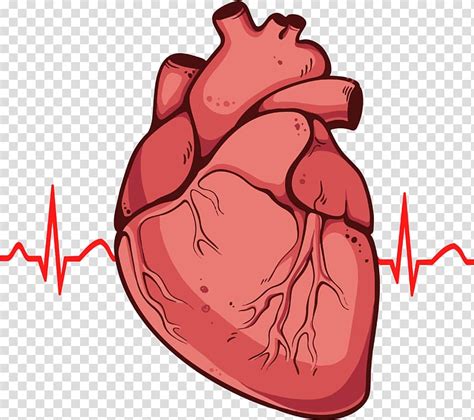 Animated Human Heart Clipart 10 Free Cliparts Download Images On