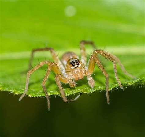 Lycosidae By Pushpita Nath On 2 September 2018