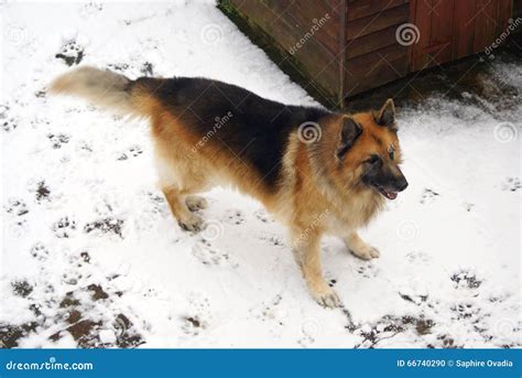 German Shepherd Dog Pet Playing In Snow Stock Photo Image Of Winter