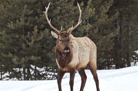 Bull Elk Elks Deer 10 Wallpapers Hd Desktop And Mobile Backgrounds
