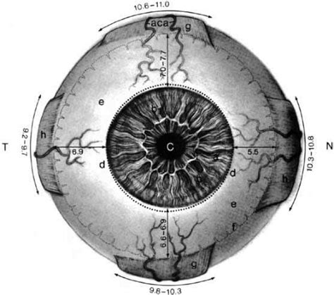 Topographic Anatomy Of The Eye An Overview Ento Key