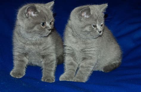 Two Of Them Little Grey Cat Know Your Meme
