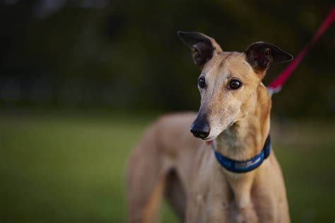 Greyhound Temperament Lifespan Shedding Puppy