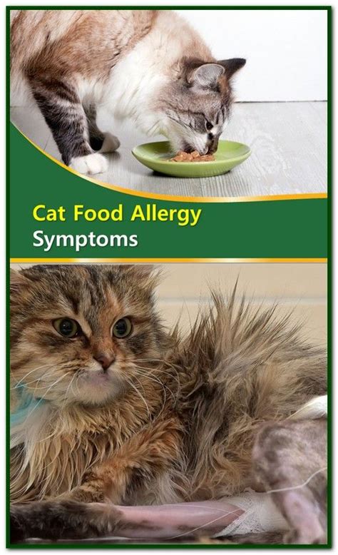 Other times, cats have prolonged issues from steady exposure to something in their regular diet. Cat Food Allergy Symptoms | What Are the General Symptoms ...