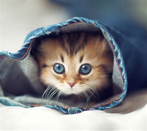 TOP 15 Really Cute Kittens ~ Amits IT Blog (Latest Technology News)