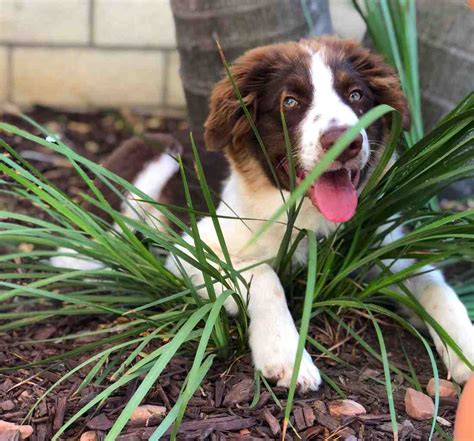 San Diego Ca 10 Mo Red Australian Shepherd Puppy For Private Adoption