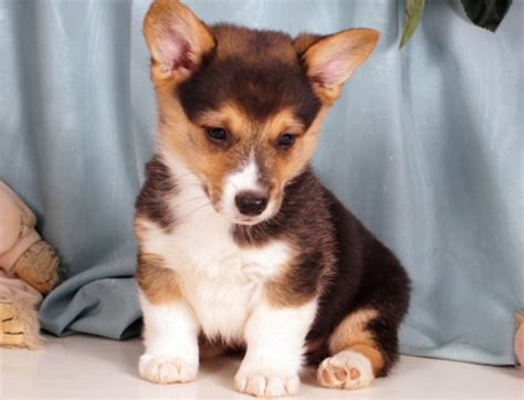 Insightful Pembroke Welsh Corgi Puppies For Sale Handmade Michigan