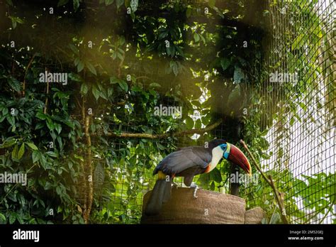 Toucan Bird Inside Zoo Enclosure Endangered Tropical Bird Colorful Beak