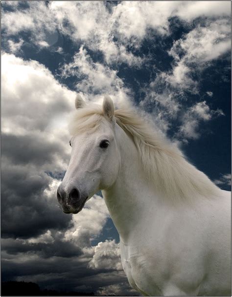 White Stallion Horses Pinterest