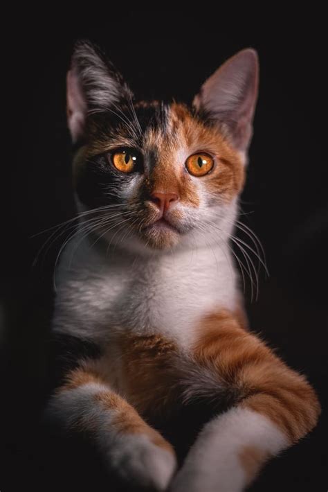 Orange Amber Cat Has Soft Furs In 2020 Tabby Cat Cute Cats Cute Animals