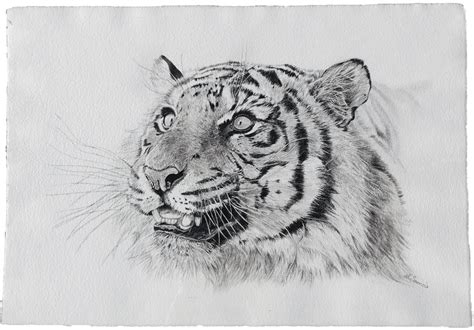 Details 69 Tiger Pencil Sketch Images Super Hot Ineteachers