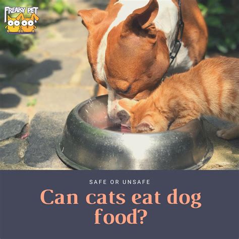 Only a small amount of dog food is suitable, but you need to consider some questions before feeding dog food to them. Can Cats Eat Dog Food? - FreakyPet