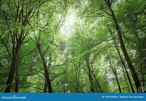 Summer Forest Trees Nature Green Wood Sunlight Backgrounds Stock