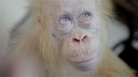 The World S Only Known Albino Orangutan Alba Was Released Back Into