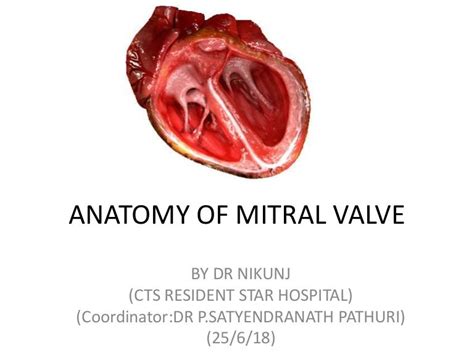 Mitral Valve Anatomy