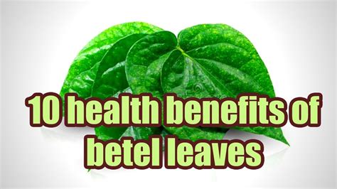 10 Health Benefits Of Betel Leaves Is Betel Leaf Good For Health