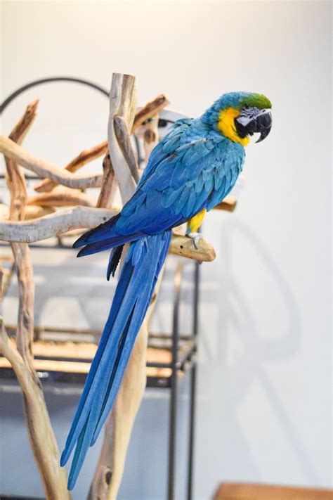 Blue Parrot Free Photo Download Freeimages