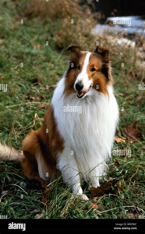 Lassie Dog Film Stock Photos And Lassie Dog Film Stock Images Alamy