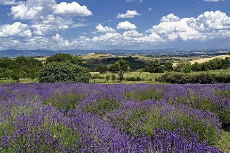 Lavenders Of The Tuscany Lavender Fields Near Montefollonico