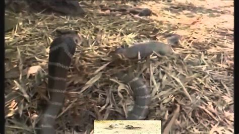 King Cobra Attack Mongoose Youtube