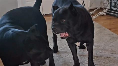 Cane Corso Bruce Wayne Is Going Live Youtube