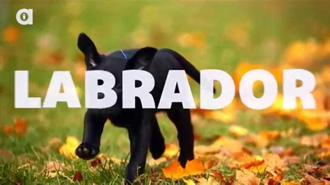 Labrador Retriever Facts Youtube