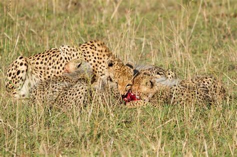 Cheetah Colin Brown Naturetrek Wildlife Holidays Flickr