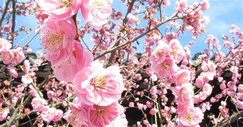 Froglyspeaking 坐井觀天 Plum Blossom And Peony Chinese National Flowers