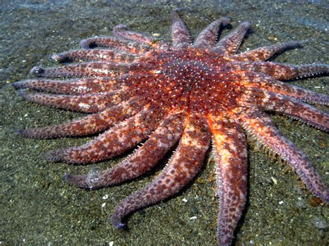 Sunflower Sea Star Nearly Wiped Out By Virus In Bc Washington Waters