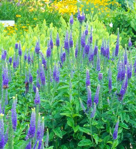 Plant in full sun or partial shade. Perennial Flowers that Bloom All Summer