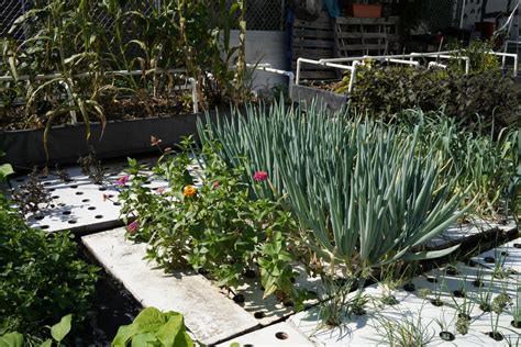 Top new york city gardens: Why we should protect NYC's community gardens | Opinion