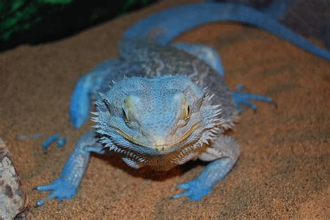 The Animal Blog — This Is 500daysofroberts Blue Bearded Dragon