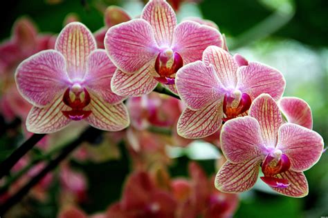 Habrumalas Orchids Images