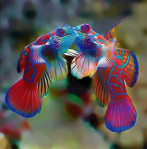 Pin By Mada Alonso On Colourfull Life Beautiful Sea Creatures
