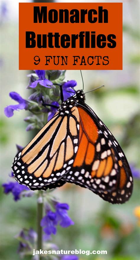 9 Monarch Butterflies Facts More Than Just Migrators Jakes Nature Blog