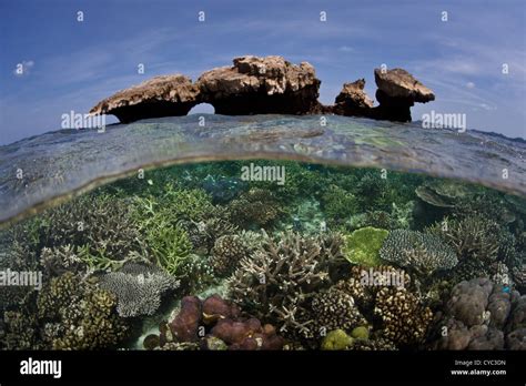Reef Building Corals Compete For Space To Grow Sunlight And
