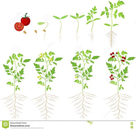 The tomato plant is one of the plants of high economic importance. Tomato Plant Germination Time | Cromalinsupport