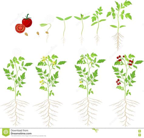 The tomato plant is one of the plants of high economic importance. Tomato Plant Germination Time | Cromalinsupport