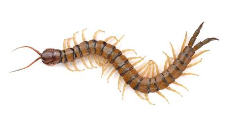Centipede Animal Facts Az Animals