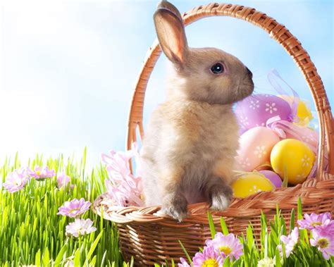 30 Easter Bunny Wallpapers Backgrounds Images Freecreatives