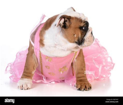Spoiled Dog English Bulldog Dressed Up Like A Ballerina On White