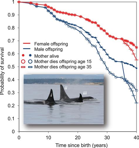 Adaptive Prolonged Postreproductive Life Span In Killer Whales Science